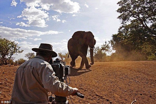 Wildlife documentary production